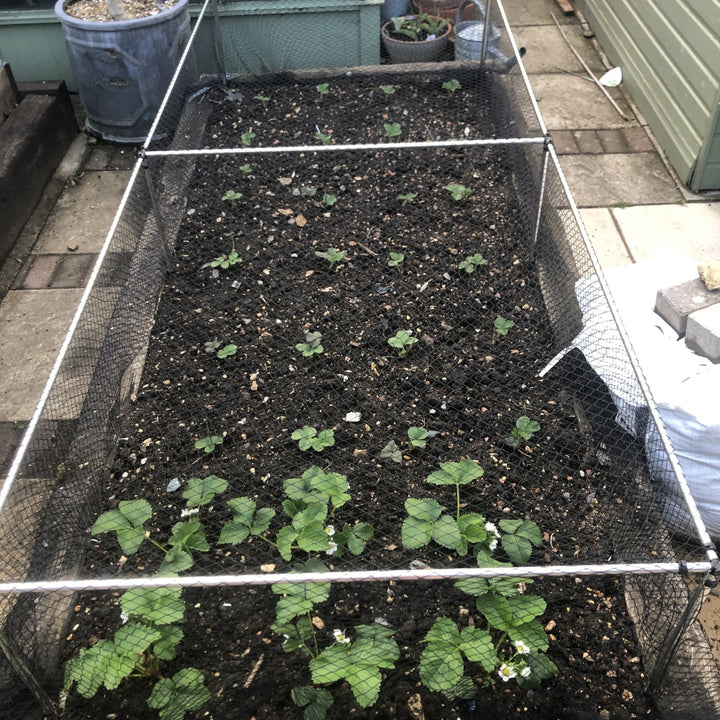A low fruit and vegetable cage bird netting netting, with plants growing inside.