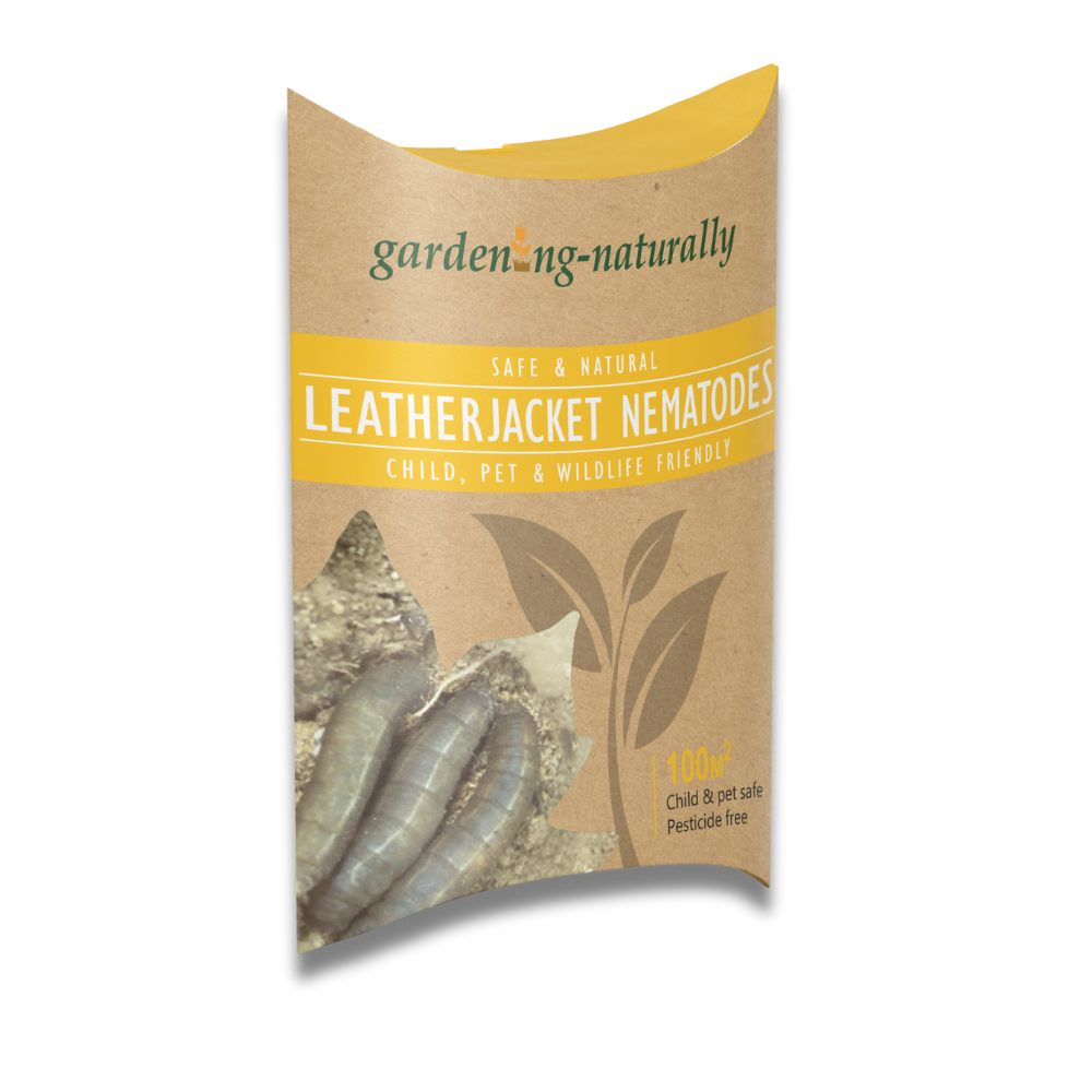 Nematodes for Leatherjackets 100