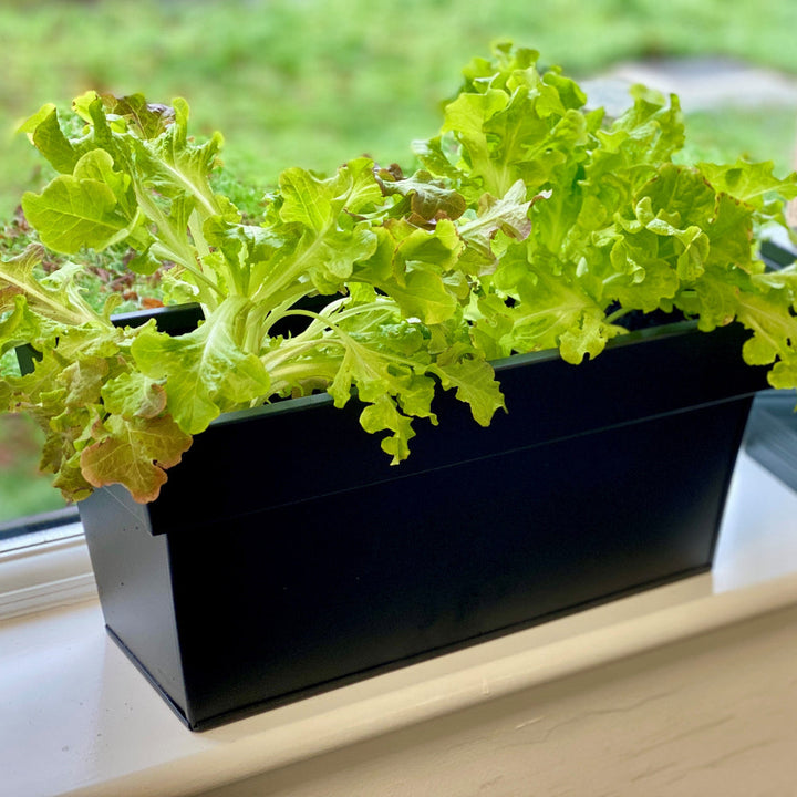black windowstill planter