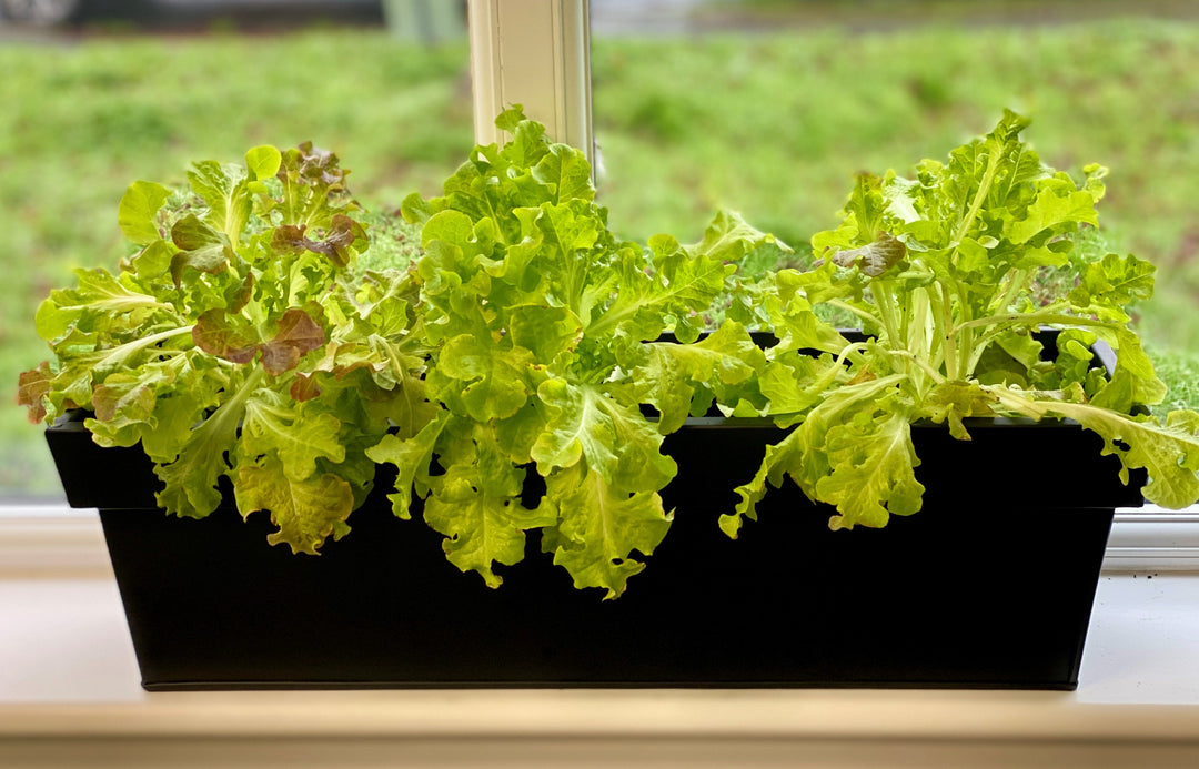 black planter with plant on windowsill