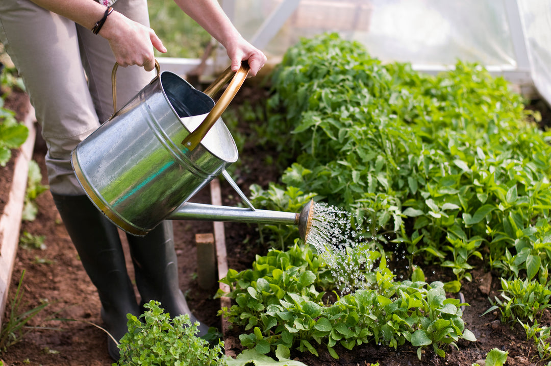 A Guide to Installing Garden Netting