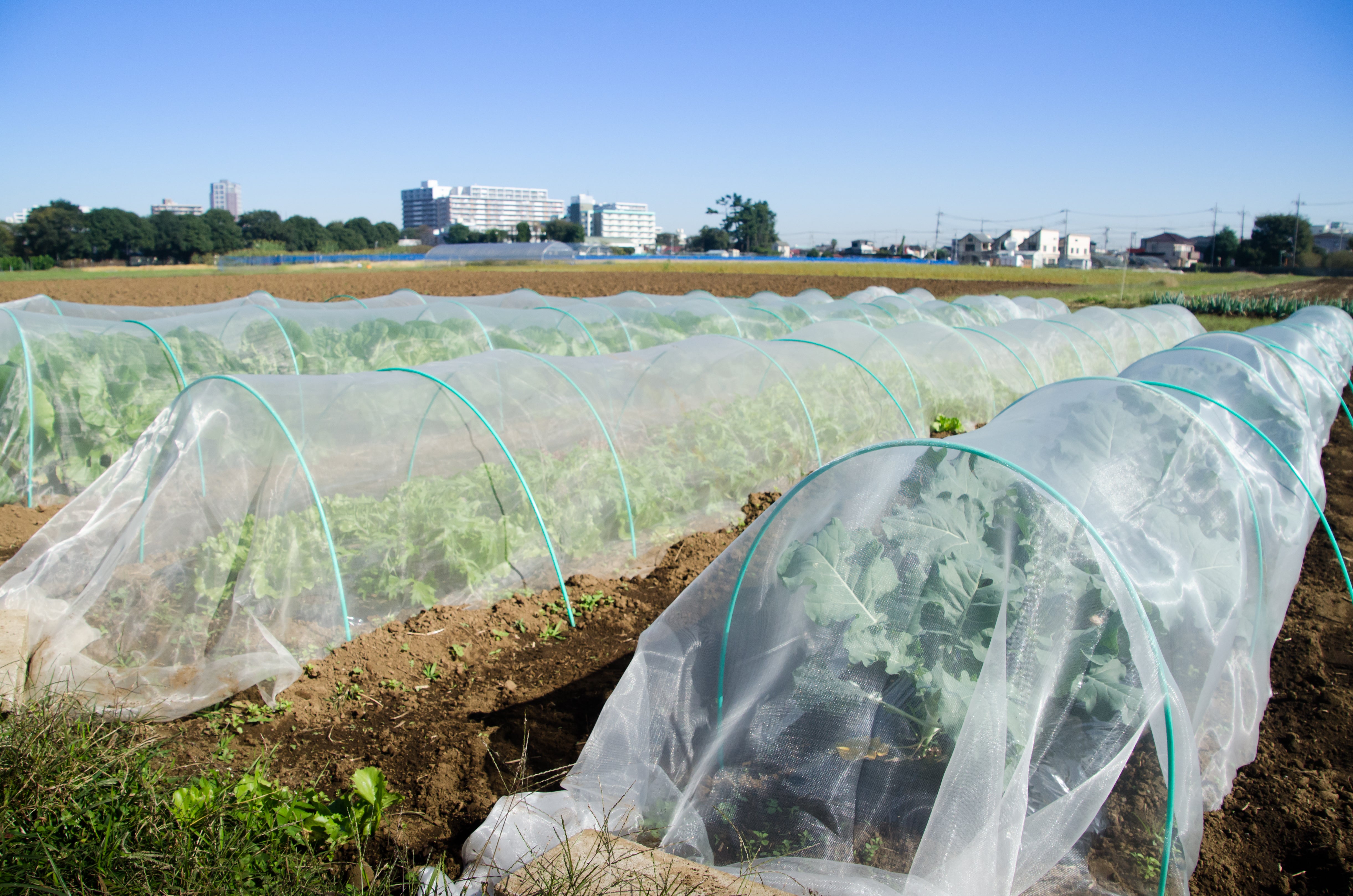 The Different Types of Garden Netting