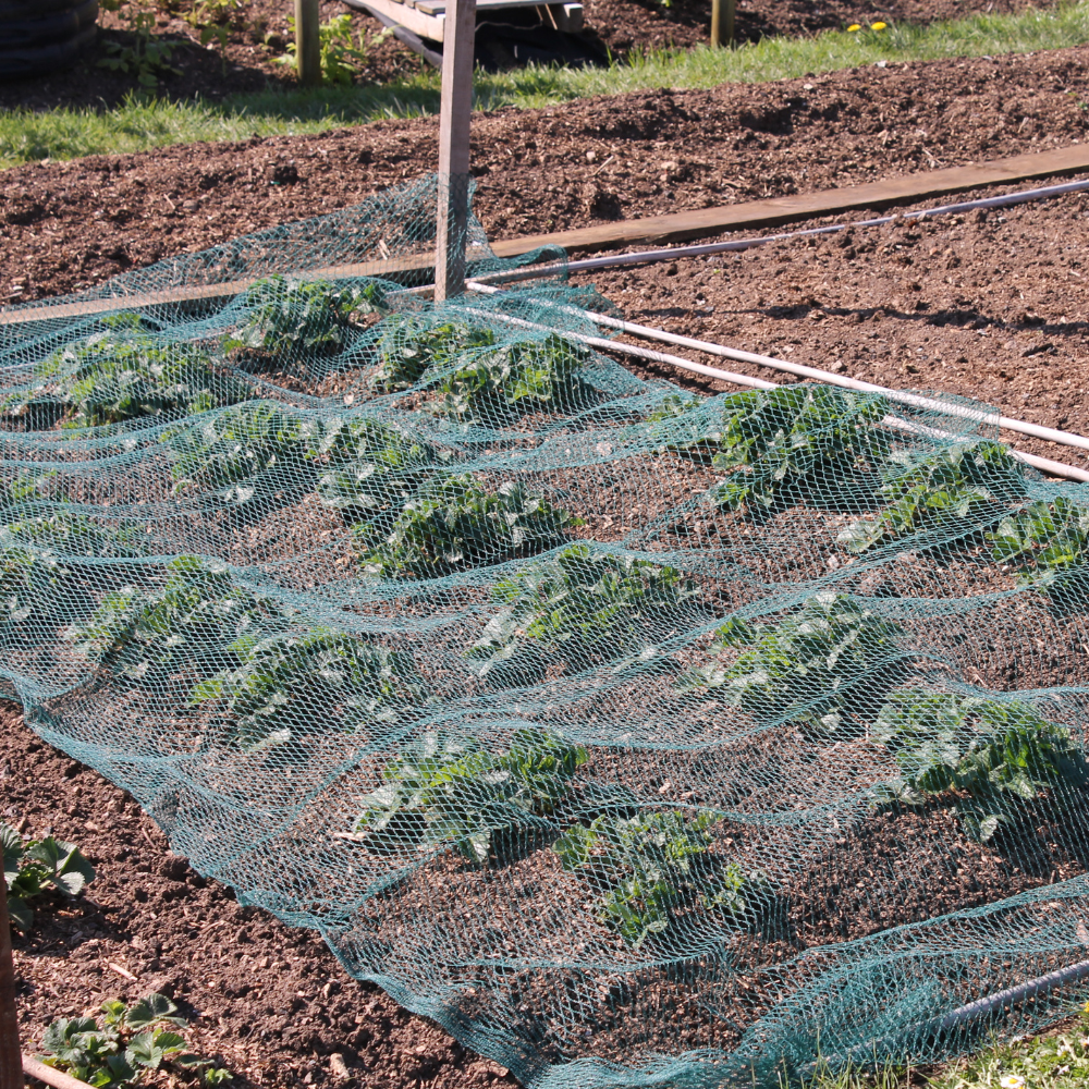 green bird netting laid over vegetable garden