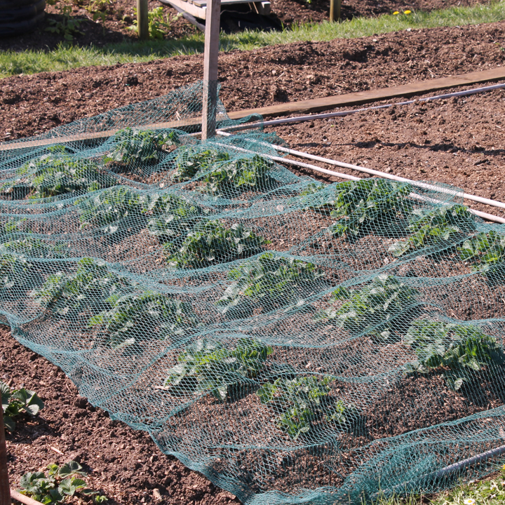 green bird netting laid over vegetable garden