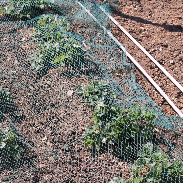 green bird netting piece draped over crop in soil