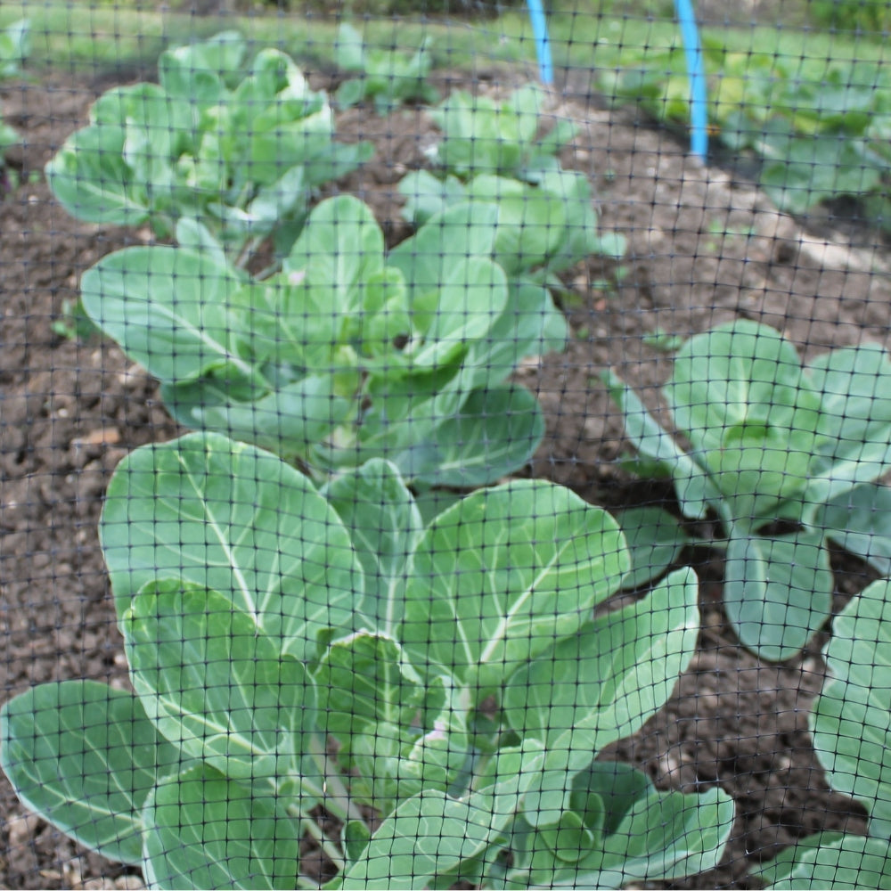 Black Butterfly-Netting-Over-Vegetables