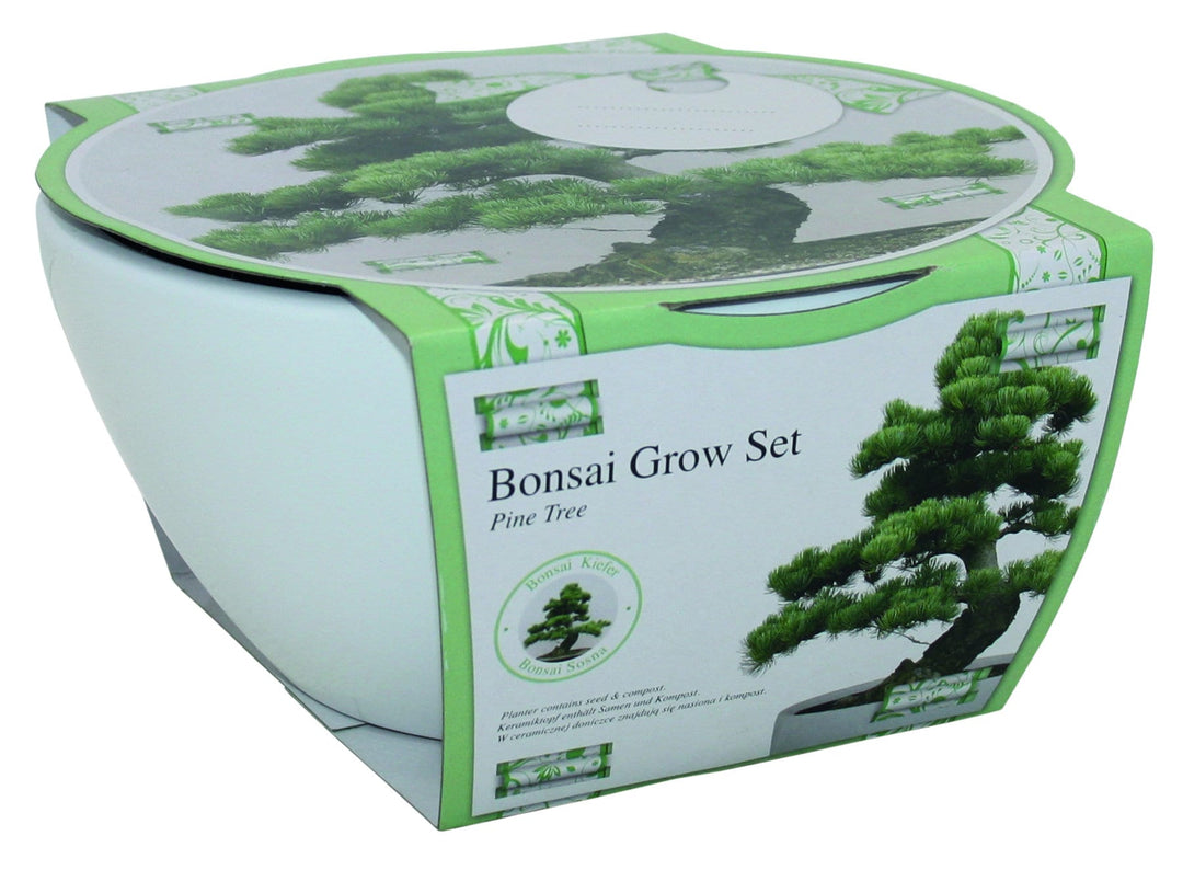 bonsai growing set gift with cardboard wrapping