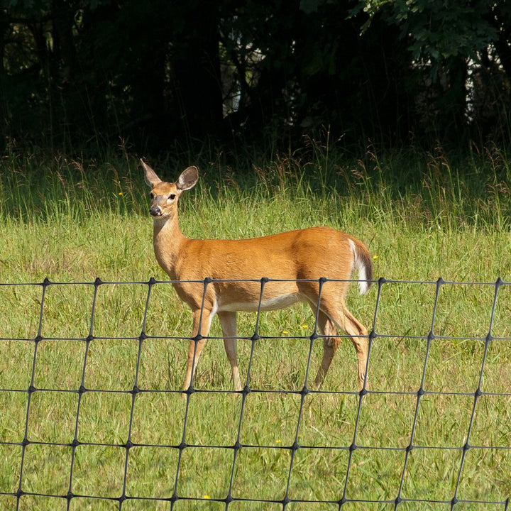 Deer-Netting-shown-with-deer