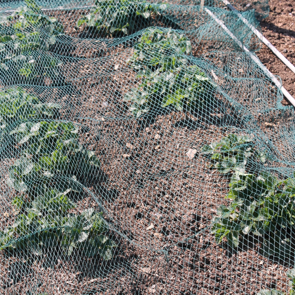 Green Bird Netting Protection for crops