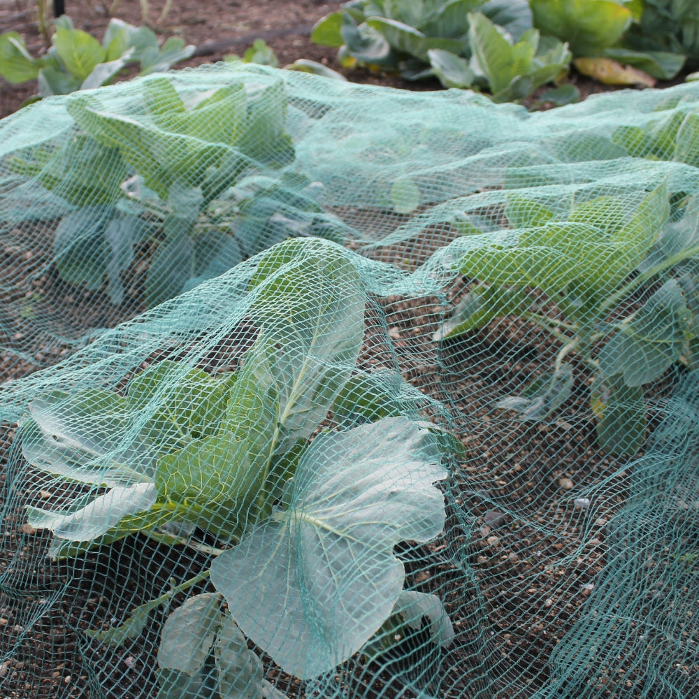 Green Butterfly Netting Close up