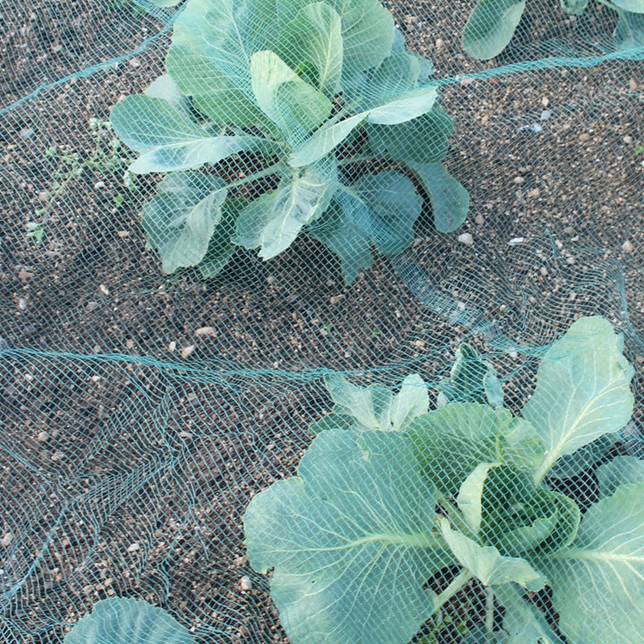 Green Butterfly Netting over Vegetables