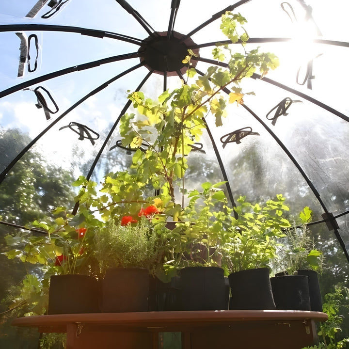 Inside sunbubble with lots of plants on a table
