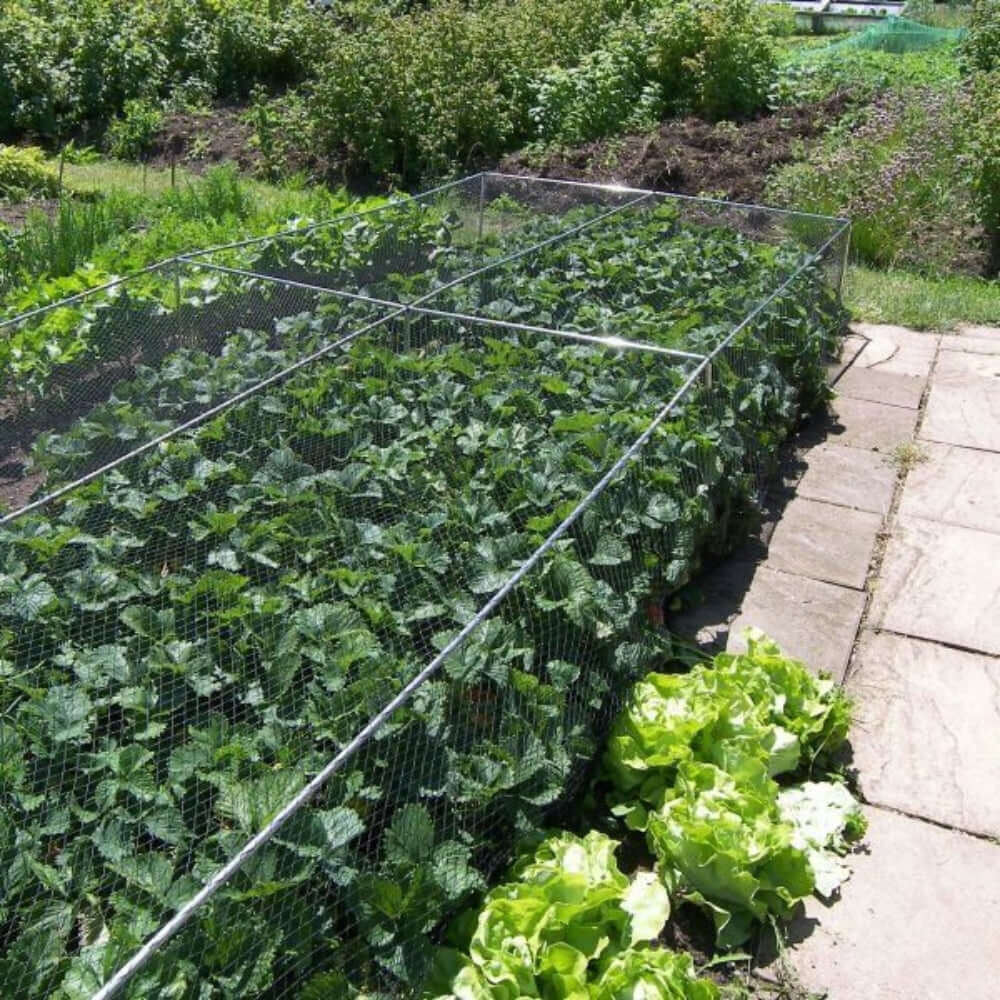 vegetable-cage-with-netting