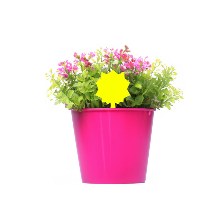 Pink flowerpot with green plants and a yellow star-shaped tag on a white background