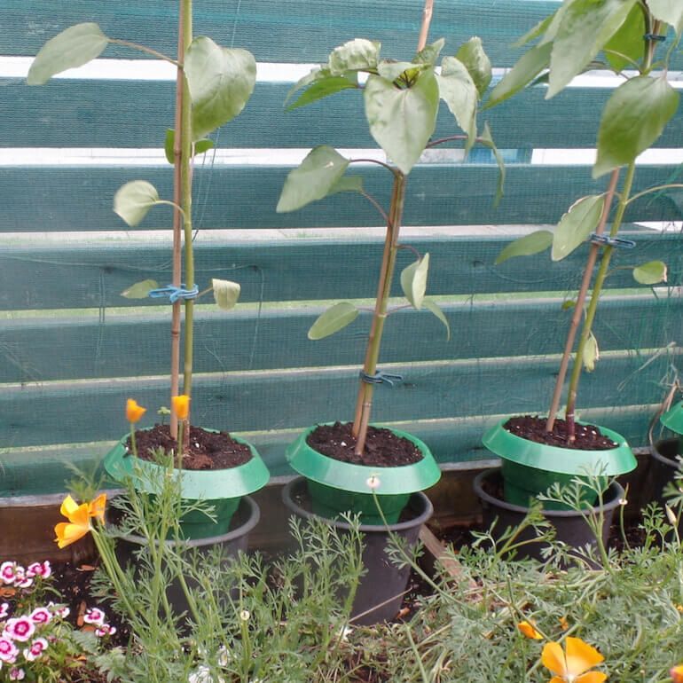 Reusable Plastic Sluh Collars – Garden Netting