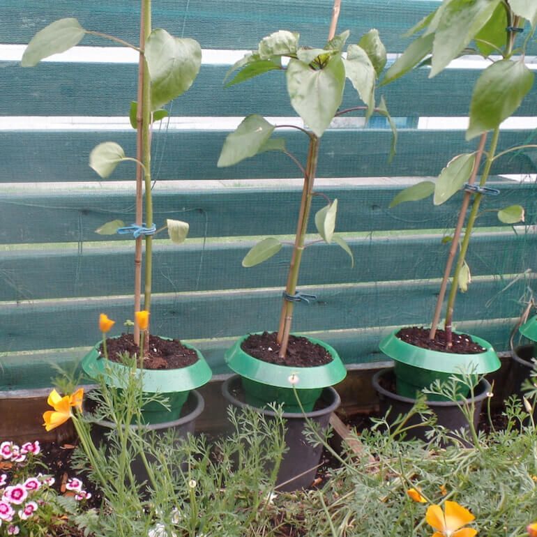 Slug Collars - Garden Netting