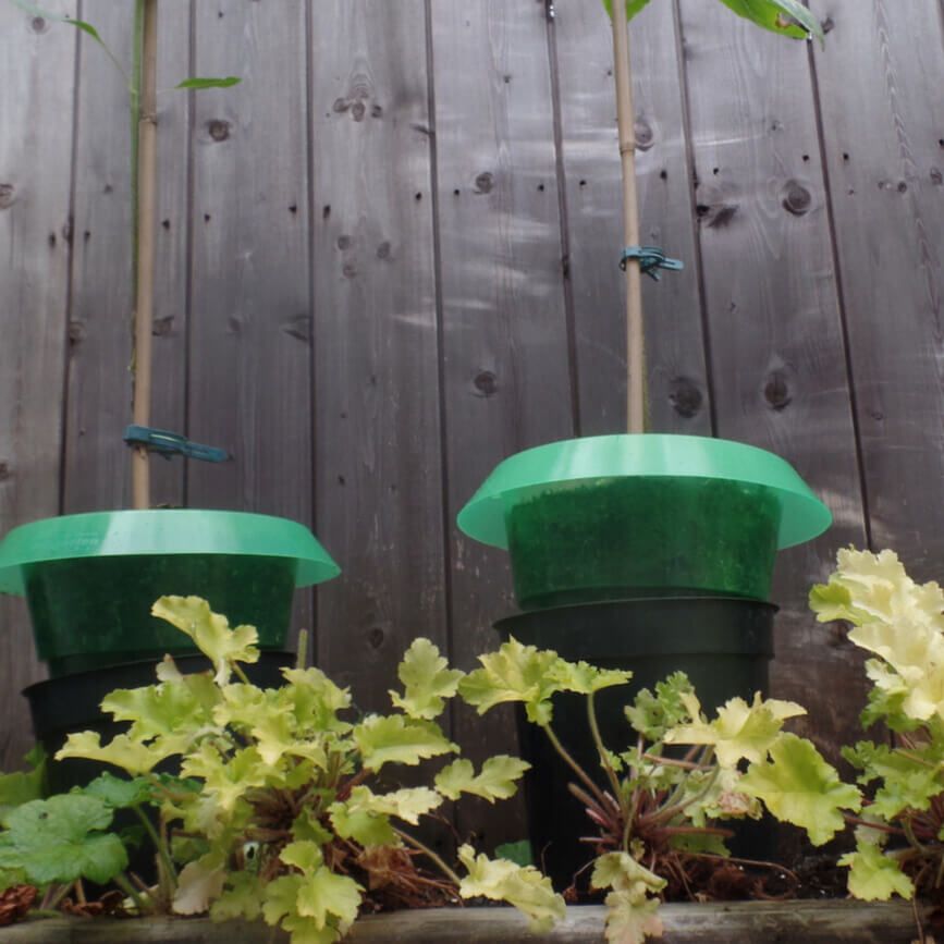 Slug Collars - Garden Netting