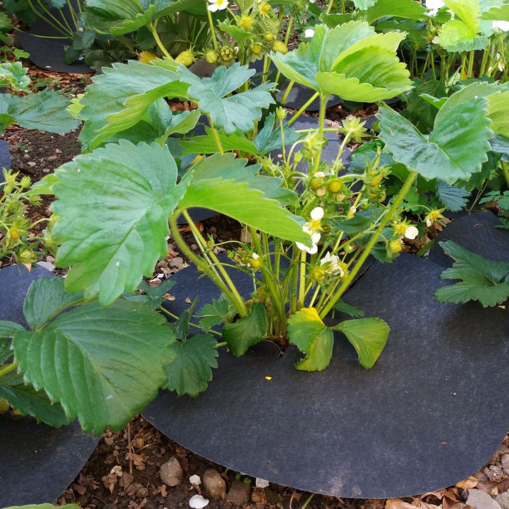 Strawberry-mats-in-use