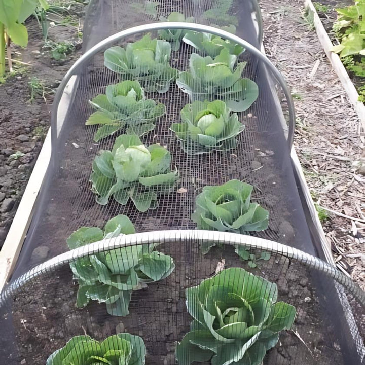 Tall Aluminium Hoops used in a vegetable cage