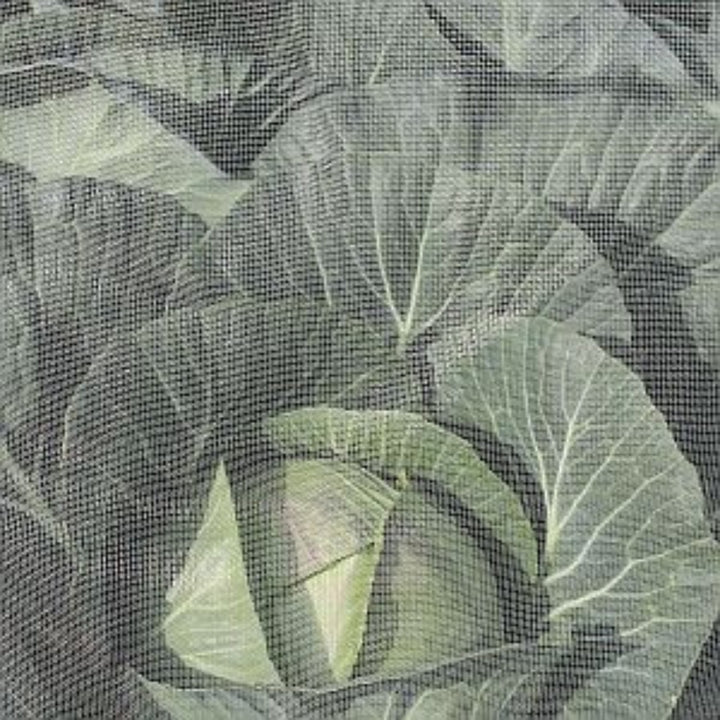 Ultrafine-Insect-Netting-on-cabbages