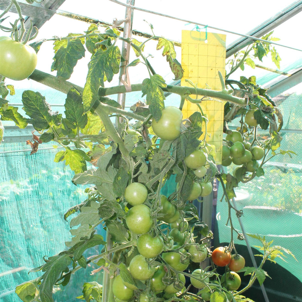 Yellow Sticky Traps - Garden Netting