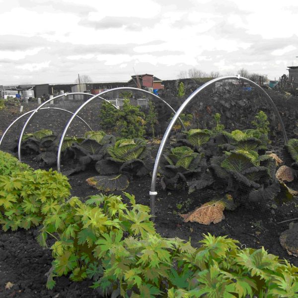 Garden hoop tunnels set up over leafy green plants in a garden bed.