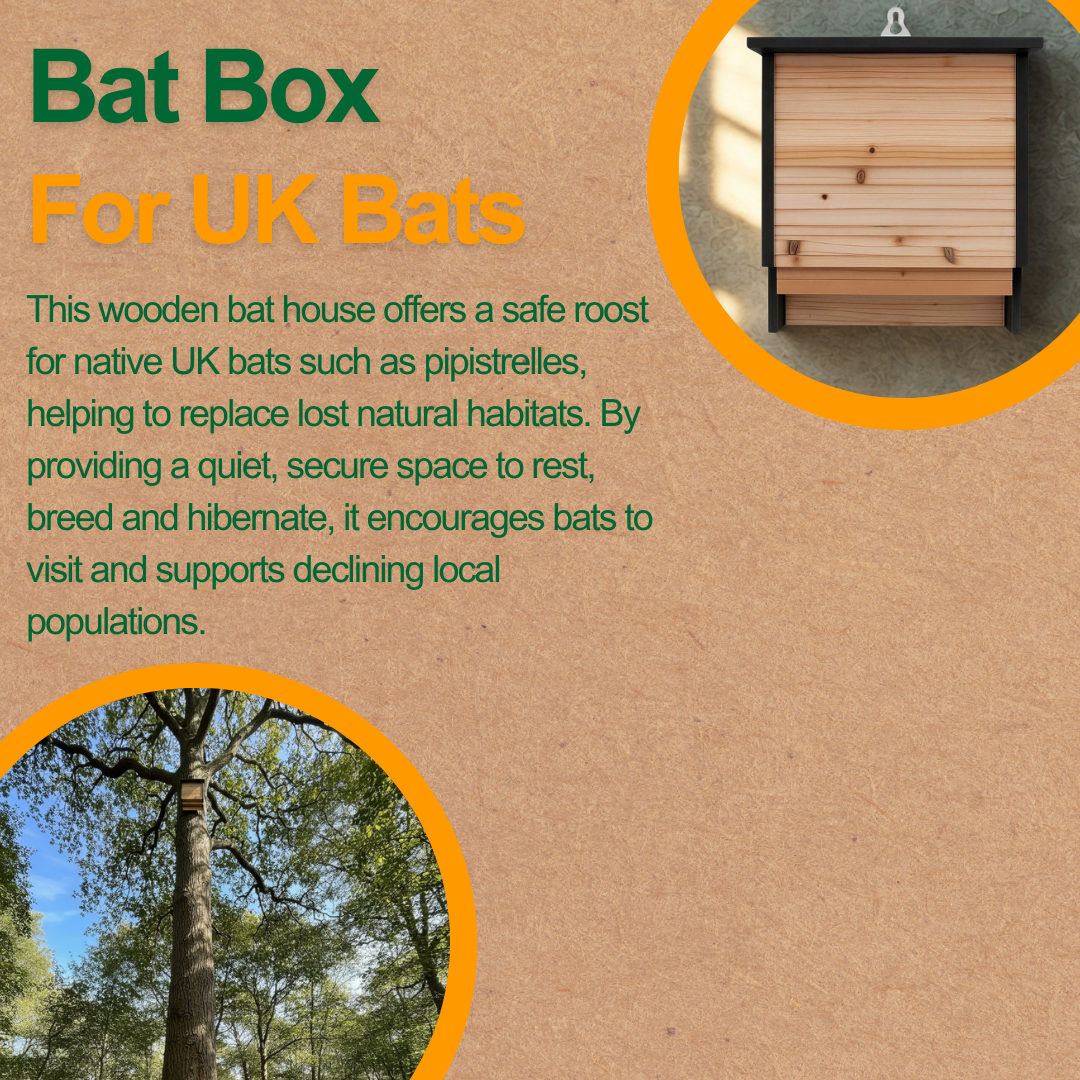 bat box on a wall, description about what a batbox is and a another bat box on a wall high up