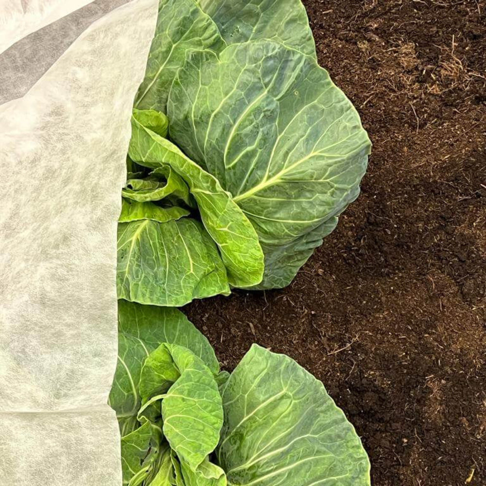 Green cabbage plants growing in soil with a white fabric partially covering them.