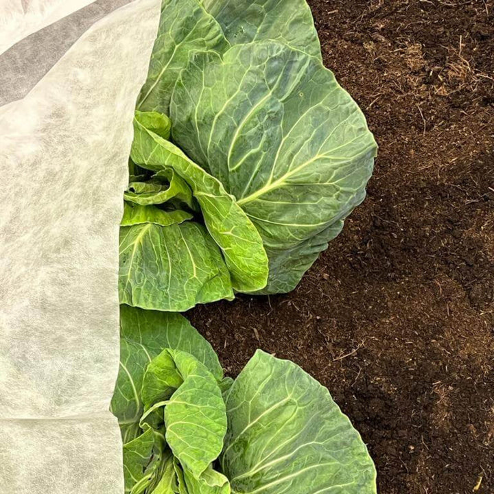Green cabbage plants growing in soil with a white fabric partially covering them.