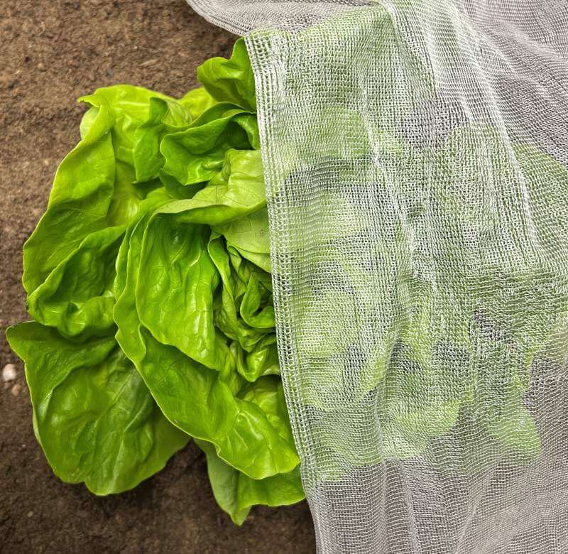 Green leafy vegetable with a mesh bag on a brown surface