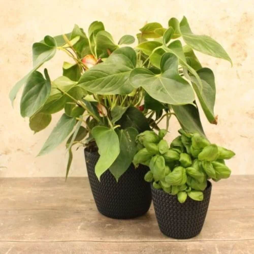 Two knitted fabric flowerpots in black displayed on a wooden surface with a textured background.