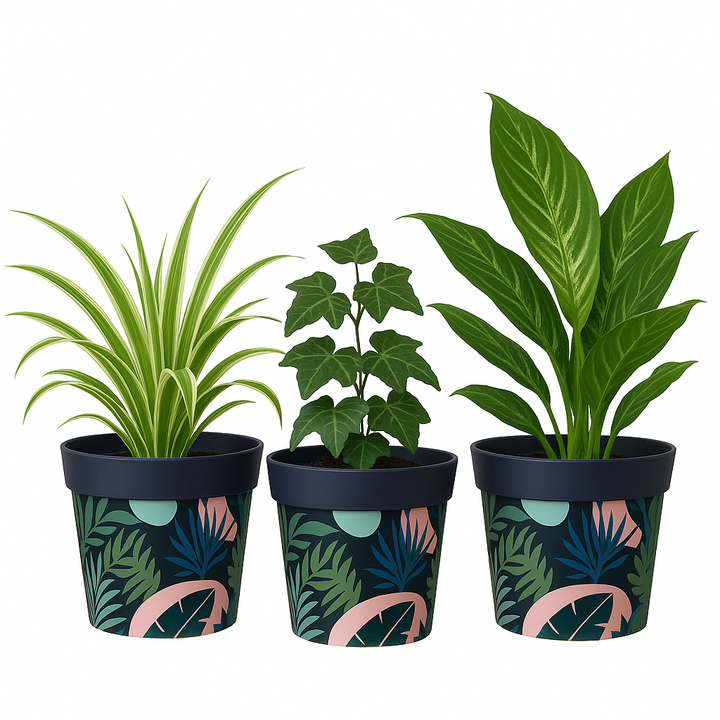 Blue and Pink Plant Pots pack 3
