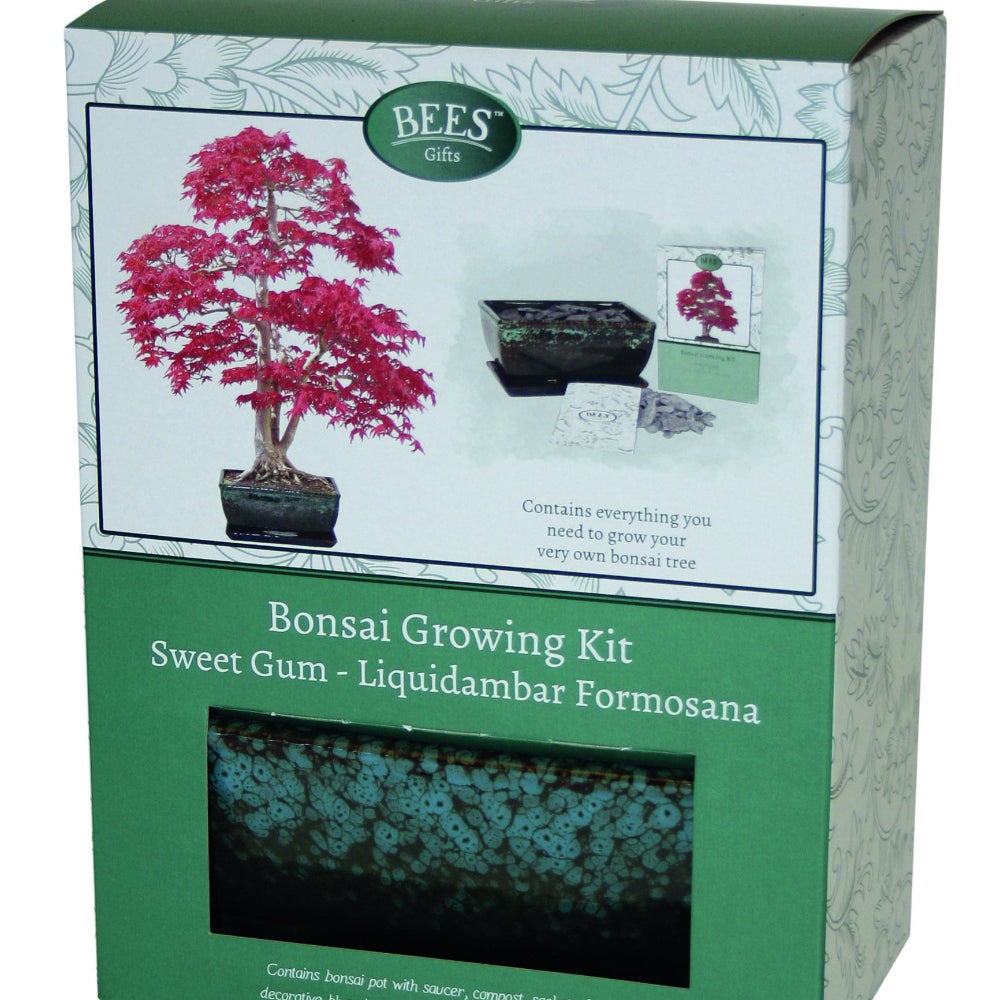 Box with bonsai growing kit inside the bonsai is sweet gum
