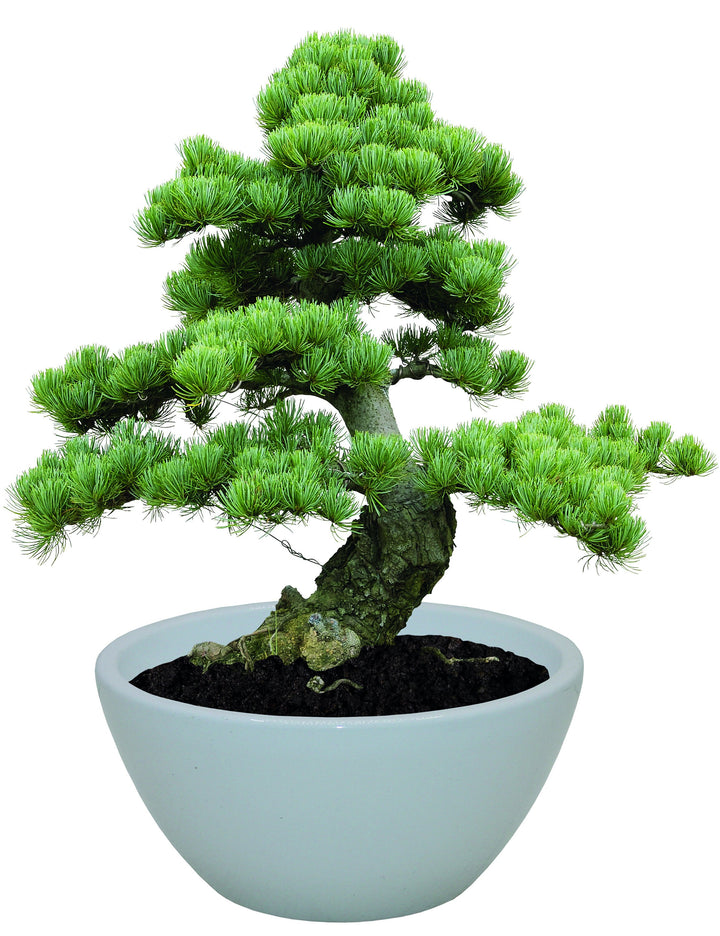 bonsai kit with pine bonsai on white background
