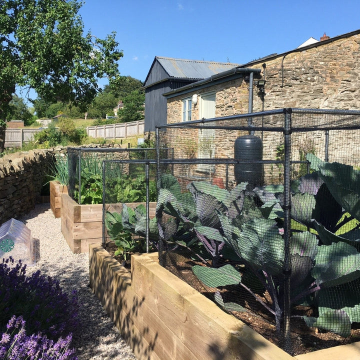 Low cages with Black Butterfly Netting