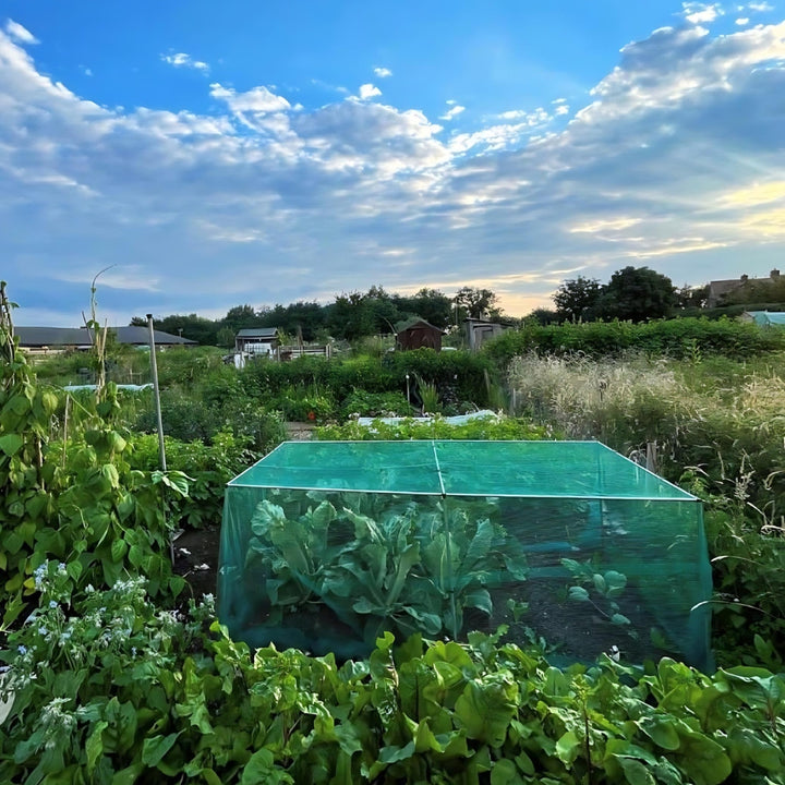 Low cages with Green Butterfly Netting