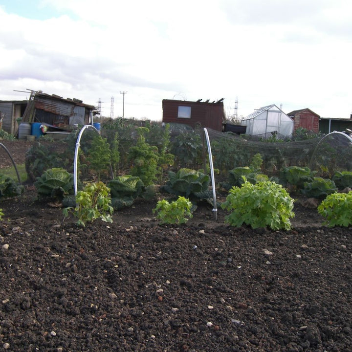 black butterfly netting covering cabbage