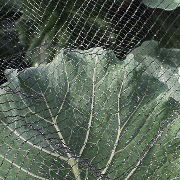 close up of black butterfly netting