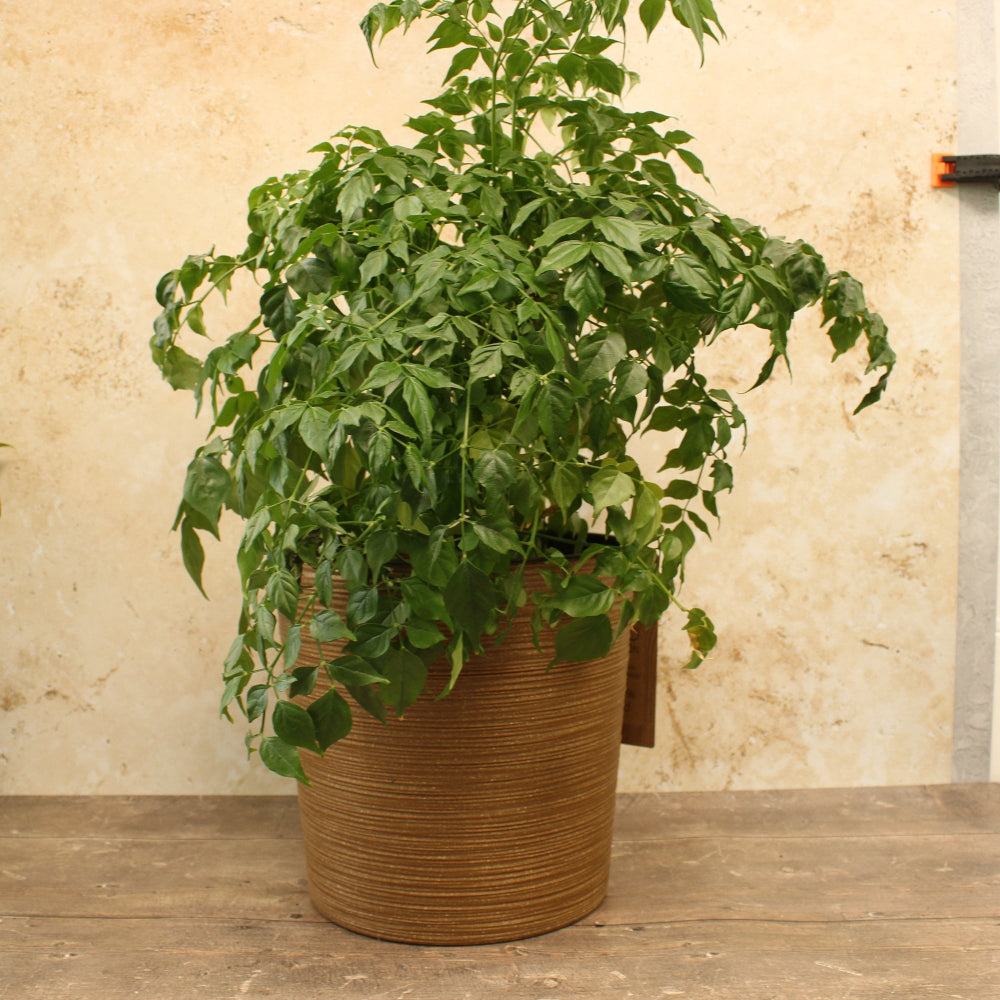 Coffee round ribbed plant pot on wooden table cream background