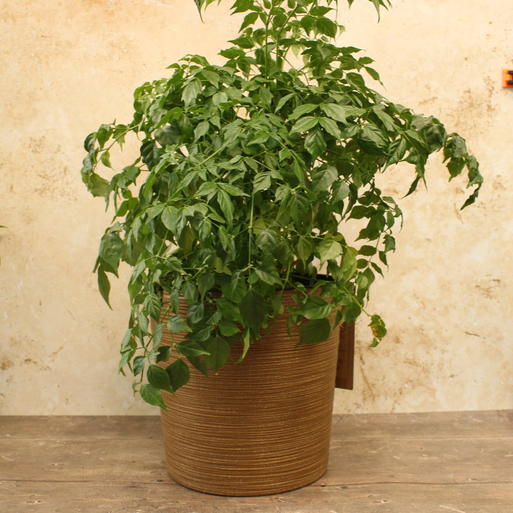 Potted plant in a woven basket on a wooden floor with a beige wall background