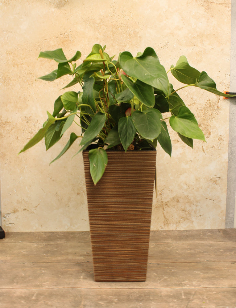 Coffee coloured planter with plant in it on wooden floor
