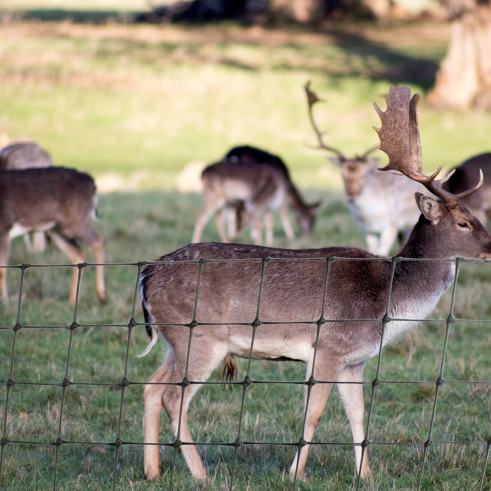 deer netting fence in front of deer 