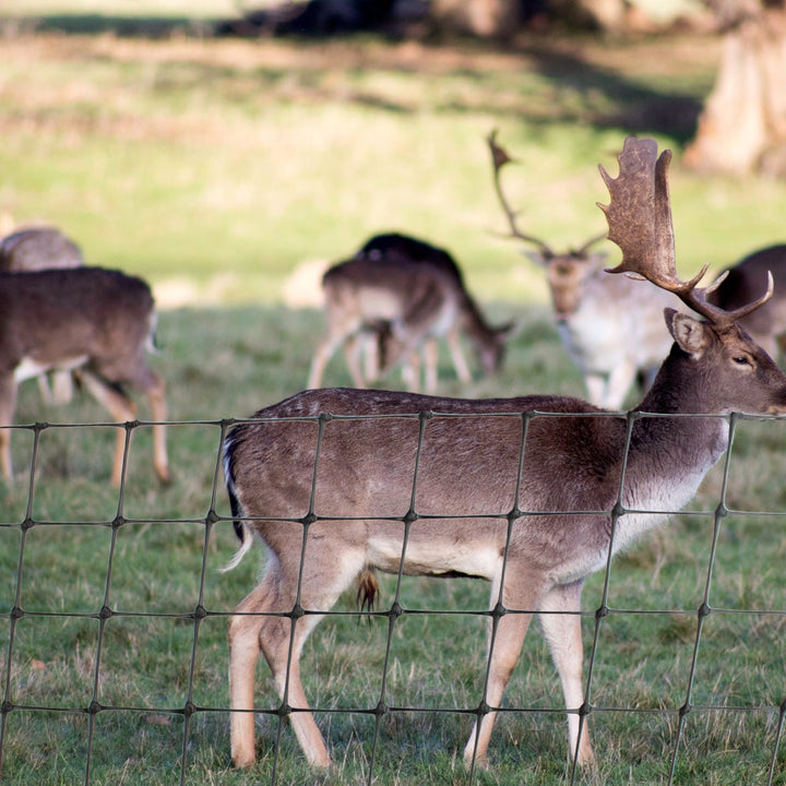 deer netting fence in front of deer 