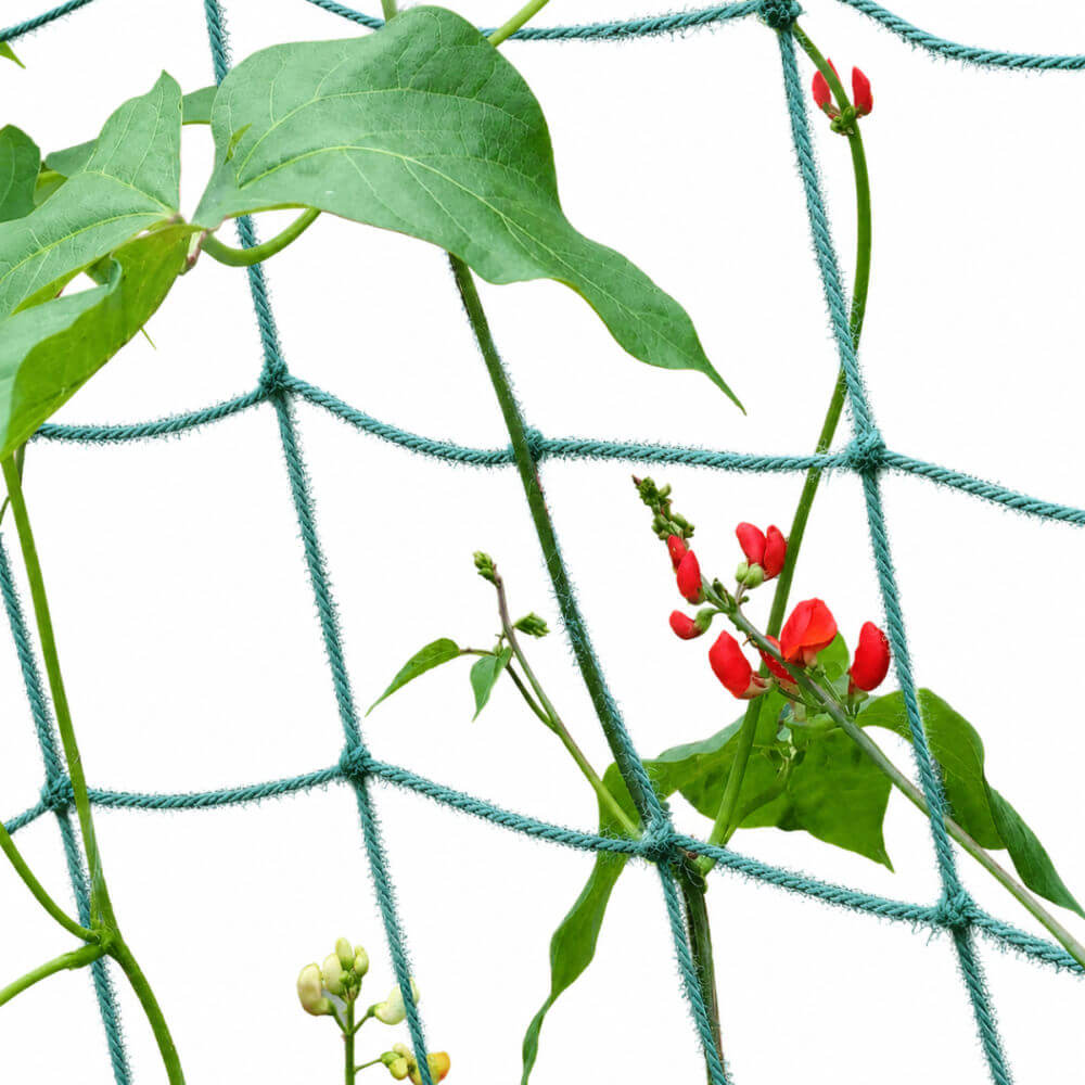 A green vegetable climbing net with a grid pattern, shown against a white background with a green bean plant and red flowers growing through it.