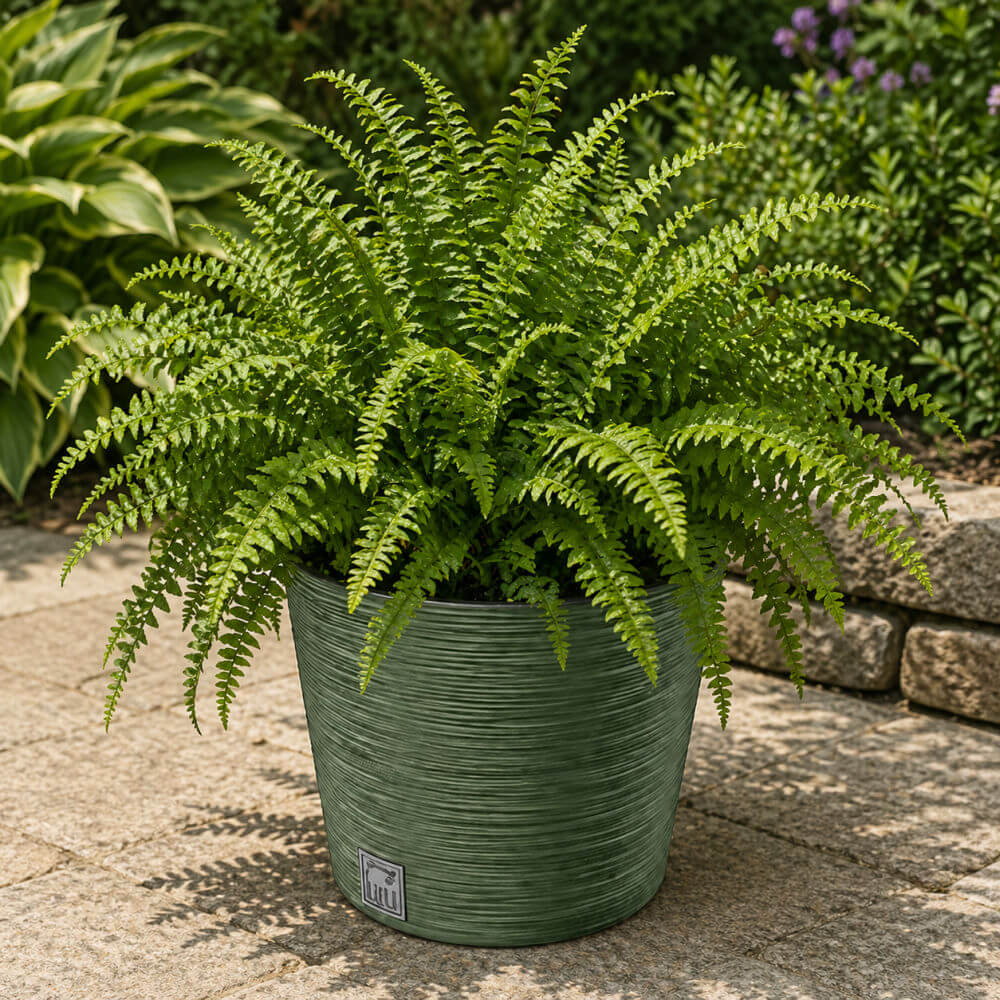 Potted fern plant on a stone patio with a stone wall and plants in the background