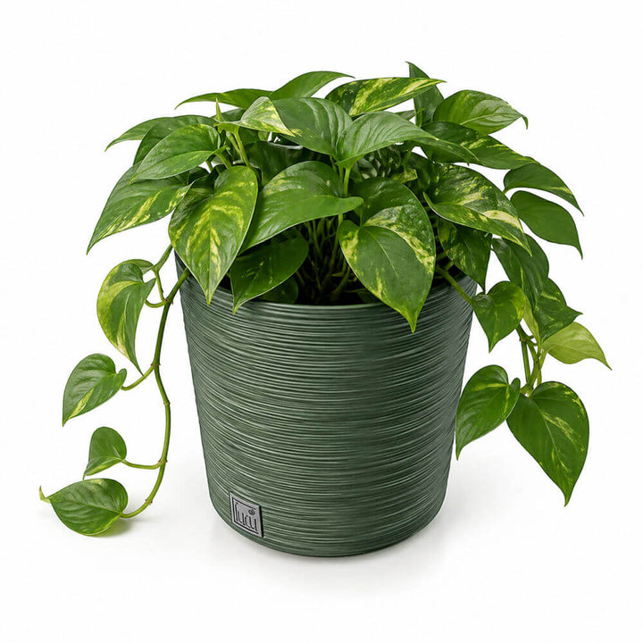 Potted green plant with variegated leaves on a white background