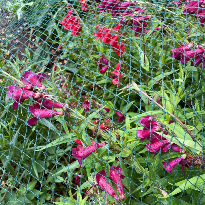 green bird netting