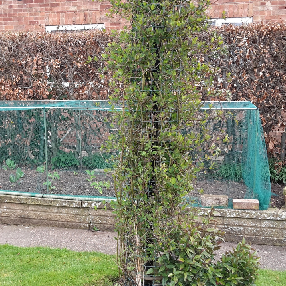 a vegetable cage made of aluminium with green netting in a garden