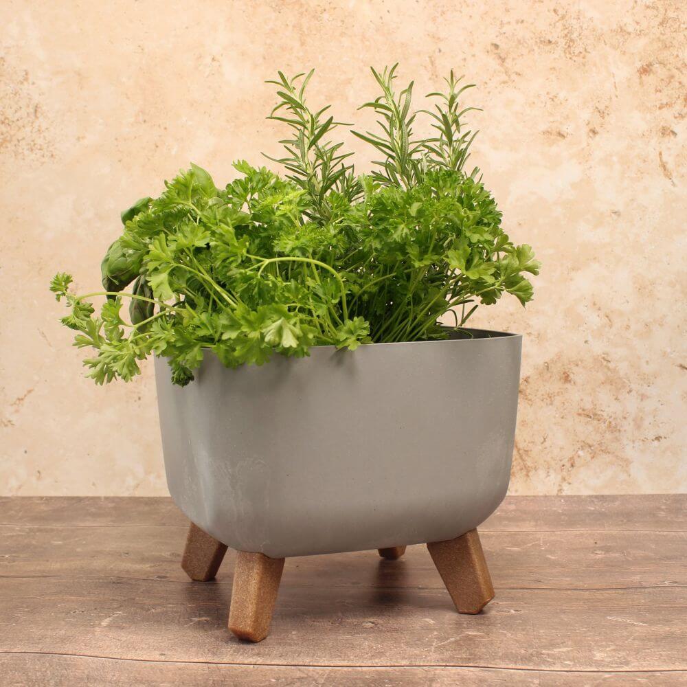 grey concrete plant pot full of herbs