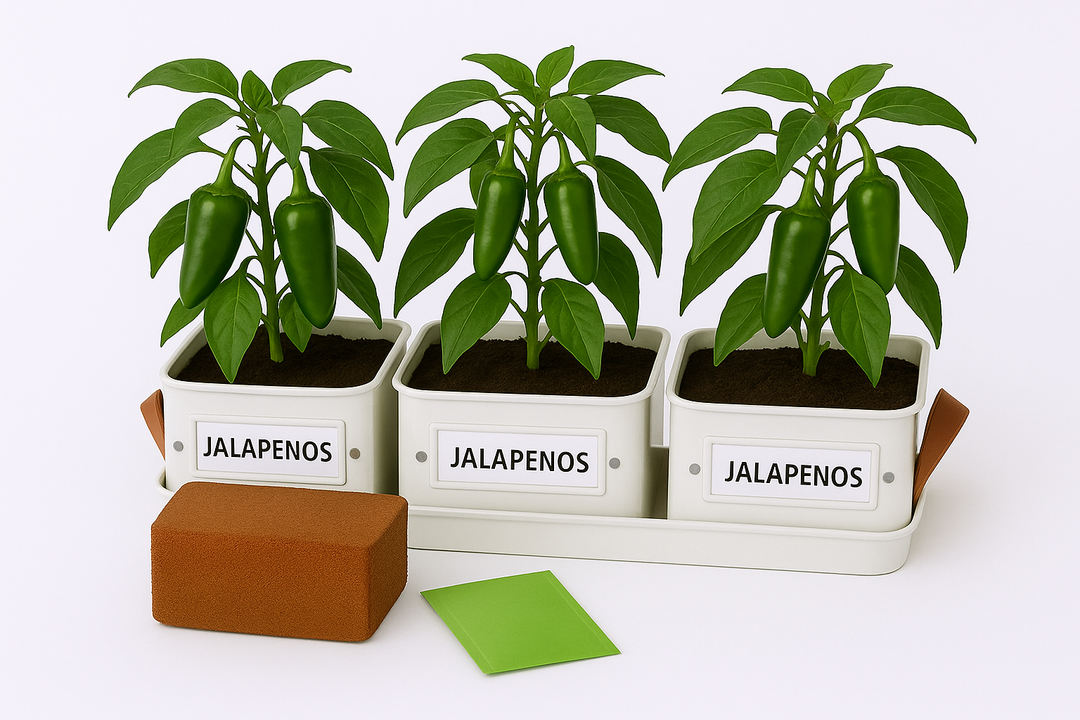 jalapeño plants in a white tray with labels